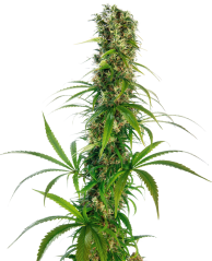 Sensi Seeds Semințe de canabis Michka® feminizate, 3-5 buc.