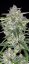 Fast Buds Sjemenke kanabisa Sour Jealousy Auto
