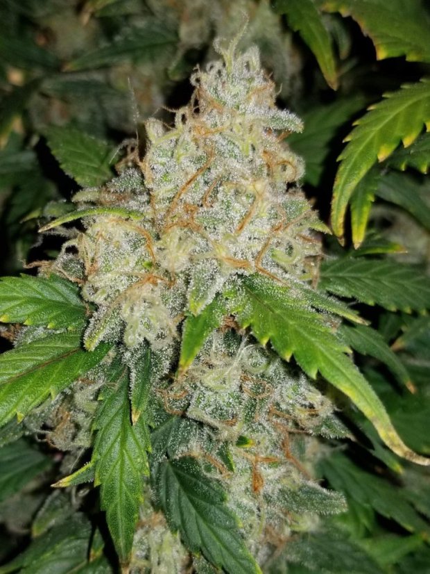 Fast Buds Biji Ganja Zkittlez Auto