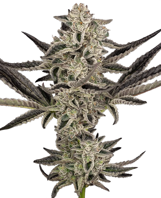 Sensi Seeds Cannabis Seeds Purple Pickle Autofloraison