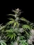 Fast Buds Sjemenke konoplje Cherry Cola Auto