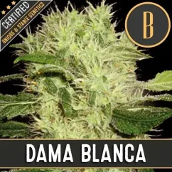 Blimburn Seeds Cannabisfrön Dama Blanca Feminiserade