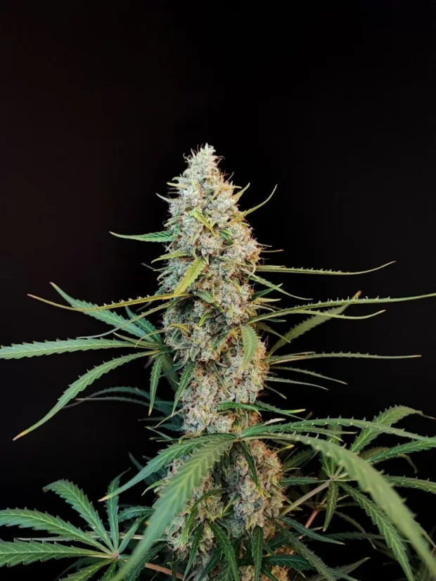Fast Buds Насіння канабісу Jack Herer Auto
