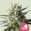 Royal Queen Seeds Semințe de canabis Lemon Shining Silver Haze feminizate