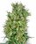 Sensi Seeds Cannabisfrön Cali Orange Bud Regular av White Label, 10 st