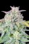Semințe de canabis Fast Buds Afghan Kush Auto
