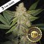 T.H.Seeds™ Semințe de canabis Hazanana, pachet special limitat 710, feminizate