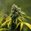 Royal Queen Seeds Seminte de canabis Royal Haze Auto