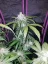 Fast Buds Sjemenke konoplje Tangie Auto