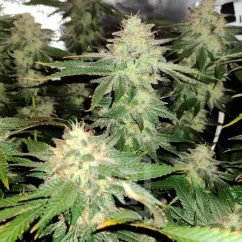 Blimburn Seeds Semi di Cannabis Blackberry Moonstones Femminizzati