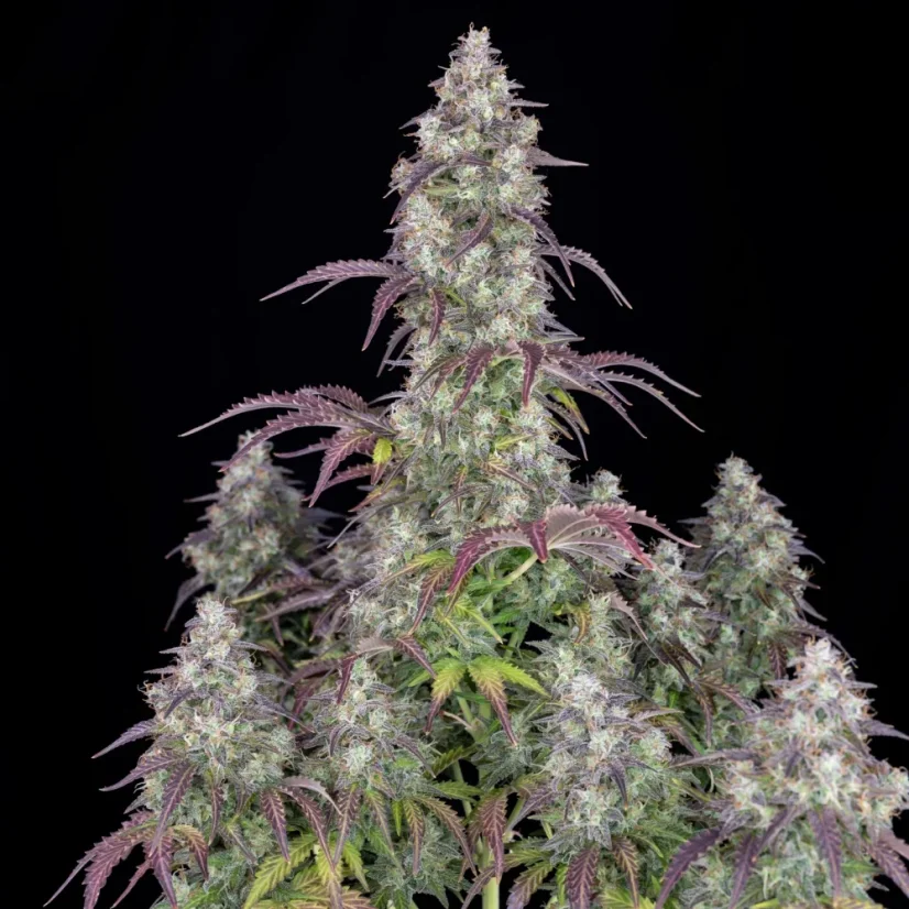 Fast Buds Sjemenke kanabisa Limunska pita Auto