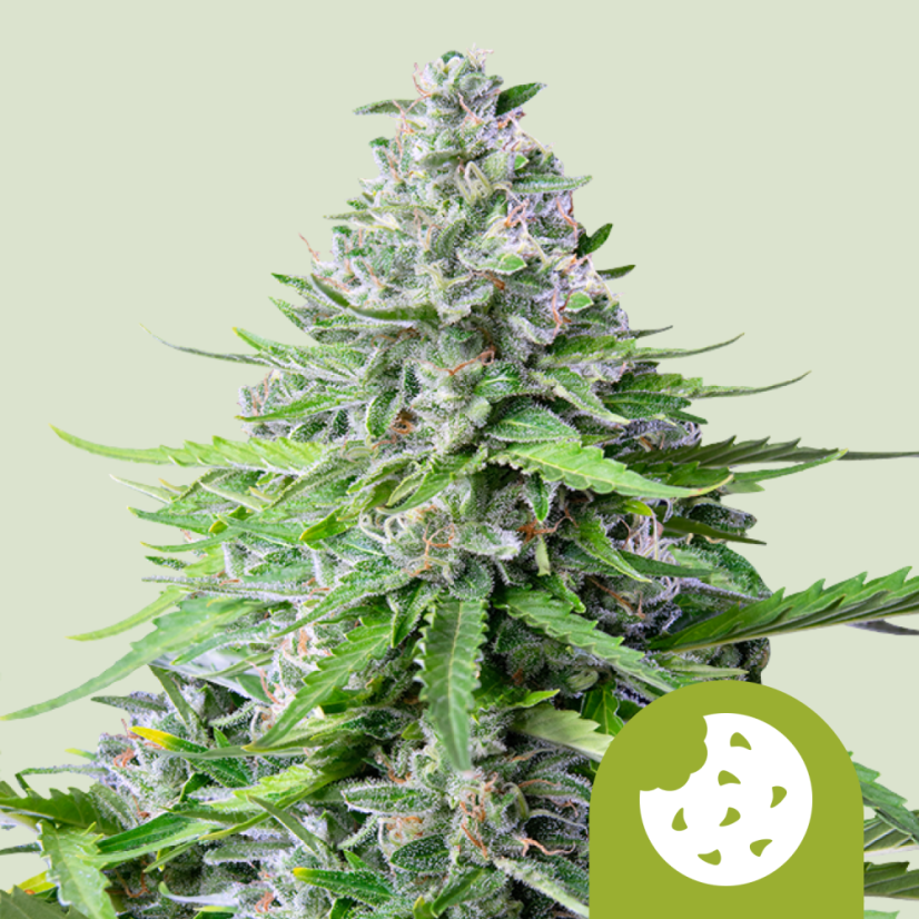 Royal Queen Seeds Seminte de canabis Royal Cookies Auto