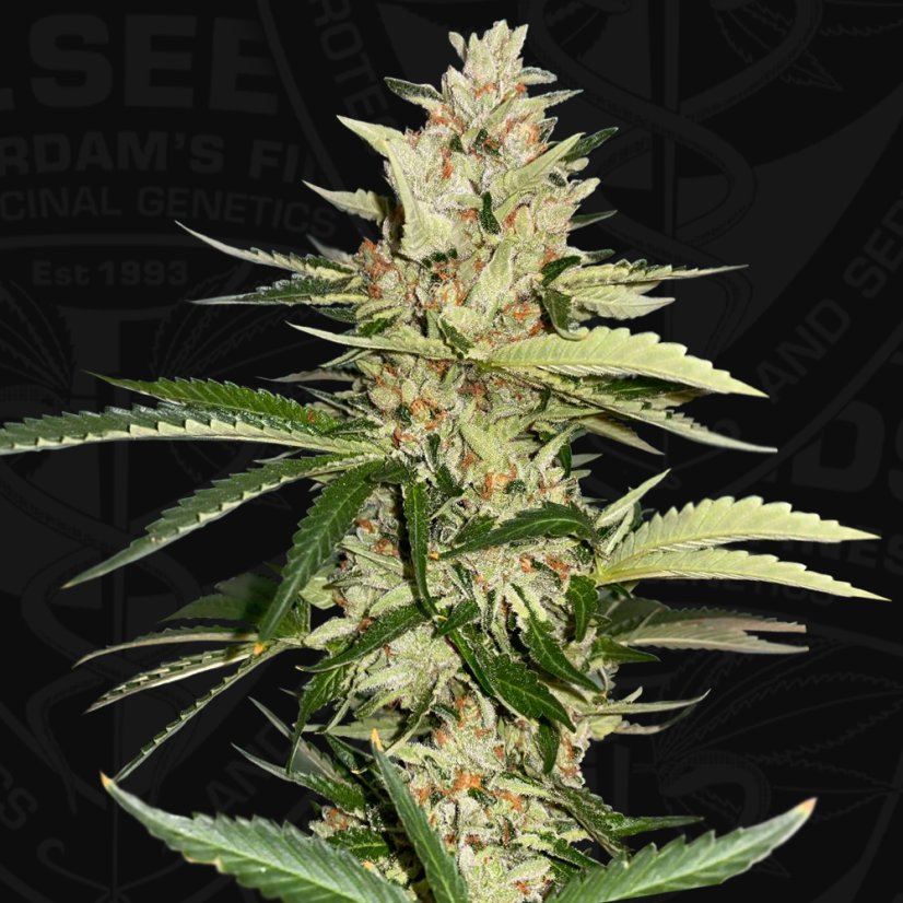 T.H.Seeds™ Hanfsamen Bastards Line: Banana Candy Krush, diverse Packungen, feminisiert