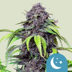 Royal Queen Seeds Hanfsamen Purplematic Auto (hoher CBD-Gehalt)