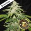 T.H.Seeds™ Seminte de canabis Watermelon Ultra, pachet special limitat 710, feminizate
