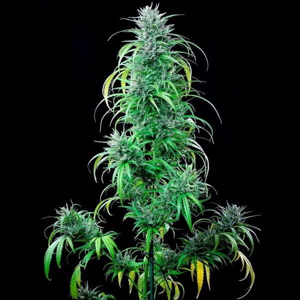 Royal Queen Seeds Semințe de canabis Critical Kush feminizate