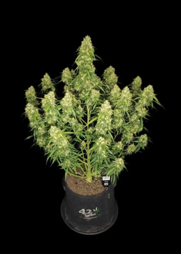 Fast Buds Cannabis Seeds Sour Jealousy Auto