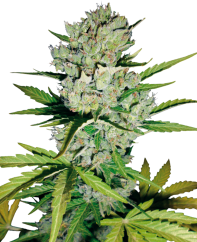 Sensi Seeds Seminte de canabis Skunk #1 Automatic Feminizate de White Label, 3-10 buc