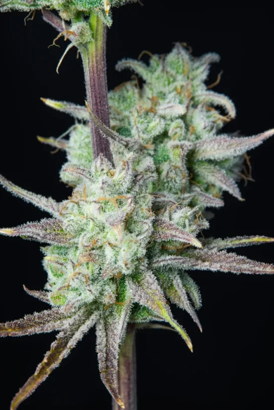 Fast Buds Cannabis Seeds Strawberry Banana Auto