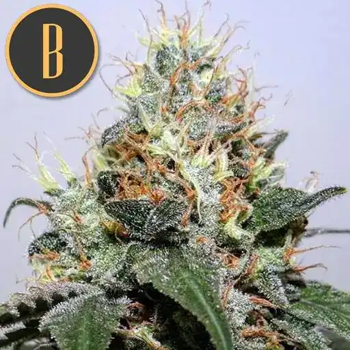 Blimburn Seeds Semena konoplje Kabrales Feminized