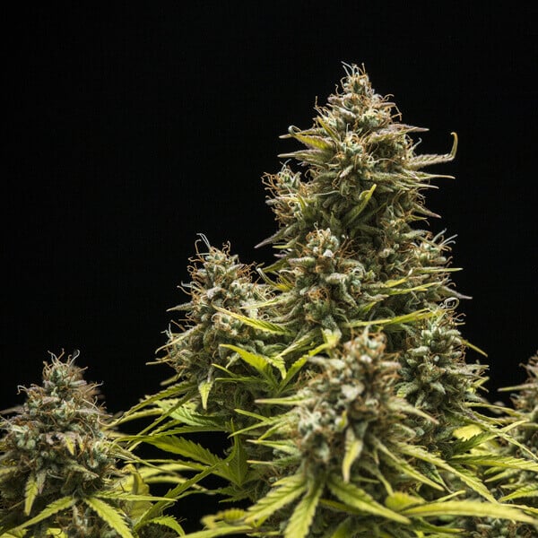 Royal Queen Seeds Graines de cannabis Blue Cheese Auto