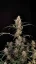Fast Buds Sjemenke Kanabisa Critical Auto