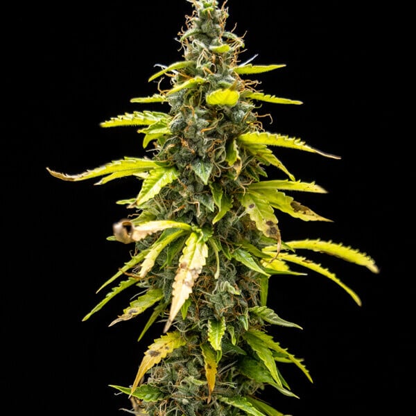 Royal Queen Seeds Seminte de canabis Royal Runtz Auto