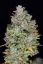 Fast Buds Biji Ganja Gelato Otomatis
