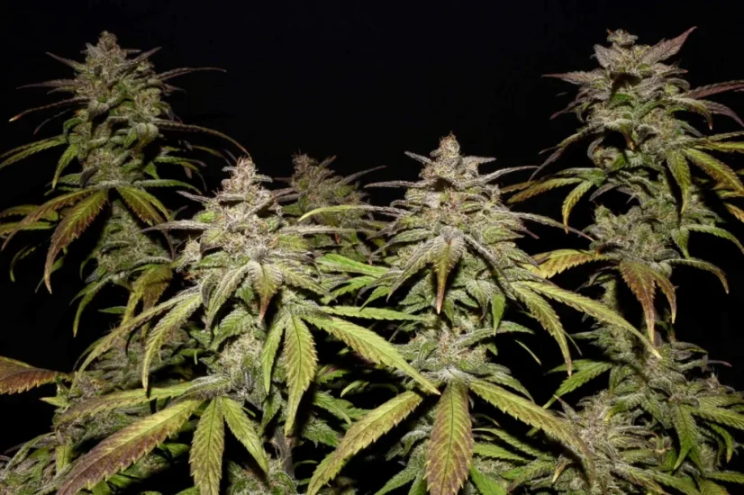 Fast Buds Автозаправка з насінням канабісу
