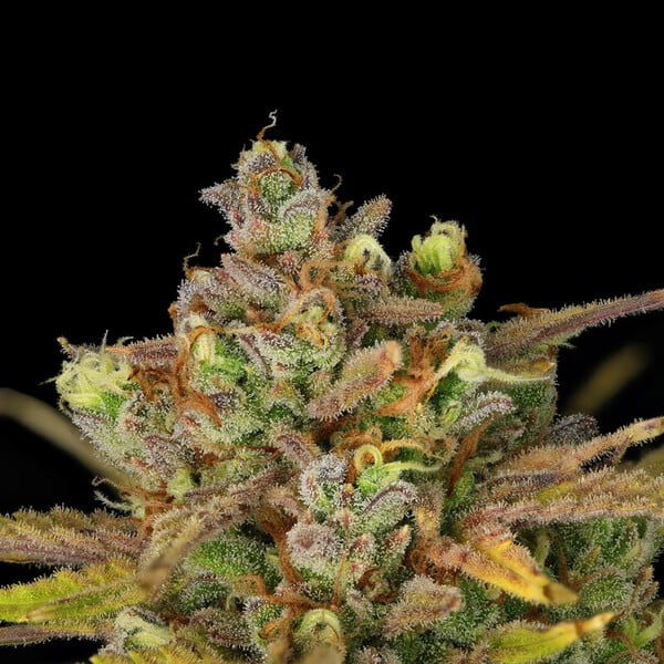 Royal Queen Seeds Seminte de canabis Sweet ZZ Auto