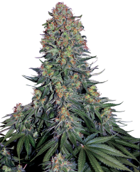 Sensi Seeds Semințe de canabis Blue Skunk® feminizate, 3-10 buc.