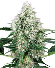 Sensi Seeds Semințe de canabis Pure Power Plant feminizate automat cu White Label, 3-10 buc.