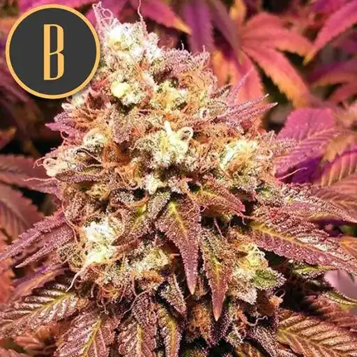 Blimburn Seeds Cannabisfrø BC Diesel feminiseret