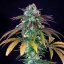 Royal Queen Seeds Seminte de canabis Green Crack Punch feminizate
