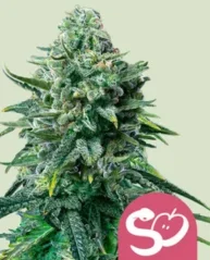 Royal Queen Seeds Graines de cannabis Forbidden Fruit Féminisées