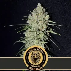 Blimburn Seeds Semi di Cannabis Mamba Negra a fioritura rapida