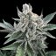 Silent Seeds Semințe de canabis Polar Gelato Auto By Sherbinskis