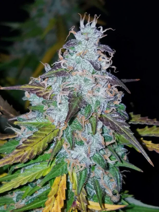 Fast Buds Cannabis Seeds Californian Snow Auto