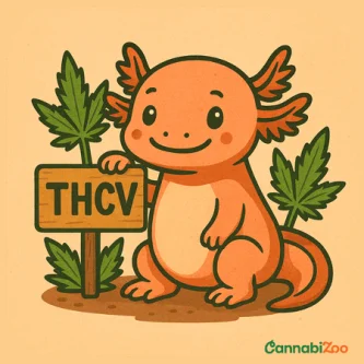 ¿Qué tiene en común THCV con el THC y por qué atrae la atención de los científicos?
