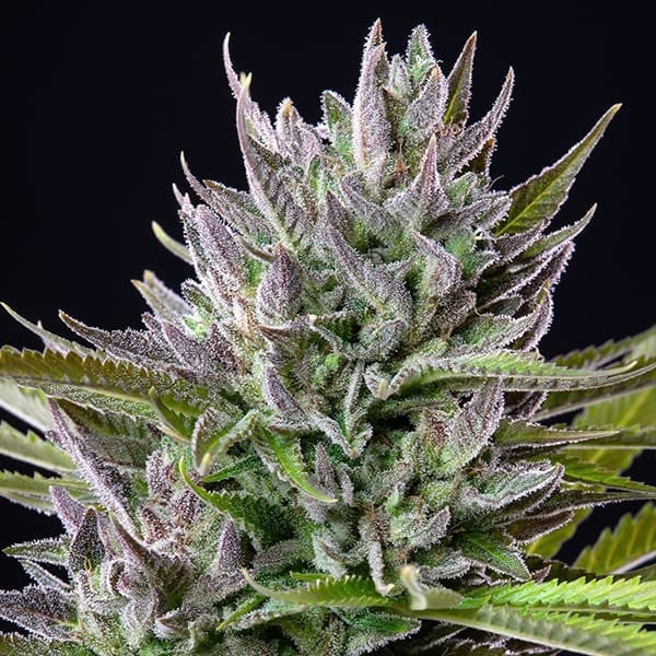 Royal Queen Seeds Seminte de canabis Triple G feminizate