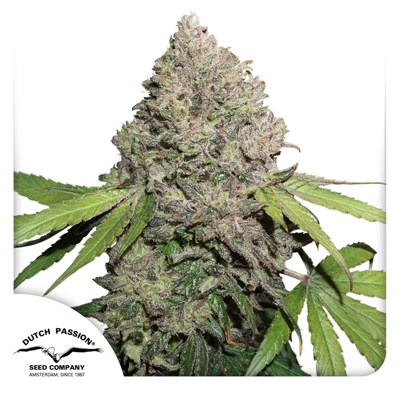 Dutch Passion Graines de cannabis CBD Charlotte's Angel ® Féminisées