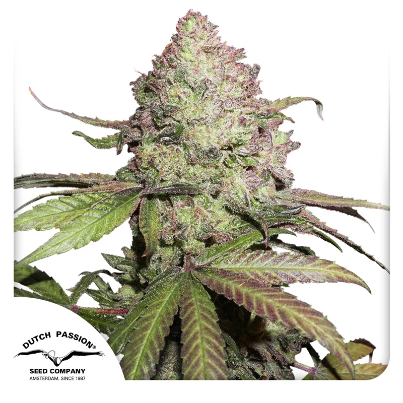 Dutch Passion Cannabisfrø CBD Auto Charlotte's Angel® Autoflowering