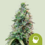 Royal Queen Seeds Semillas de cannabis Amnesia Haze Auto