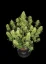 Fast Buds Sjemenke kanabisa Sour Jealousy Auto