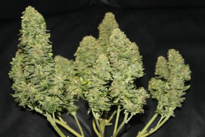 Fast Buds Cannabis Seeds West Coast O.G. Auto