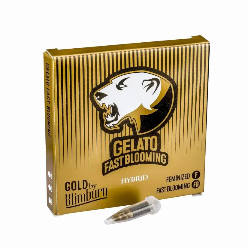 Blimburn Seeds Hanfsamen Gelato Fast Blooming Feminisiert