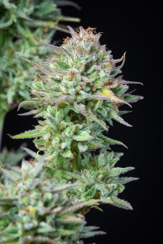 Fast Buds Cannabis Seeds Kosher Cake Auto