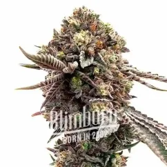 Blimburn Seeds Semená kanabisu Ghost Train Haze Feminized