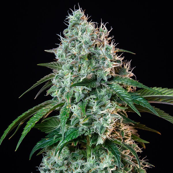 Royal Queen Seeds Seminte de canabis HulkBerry feminizate