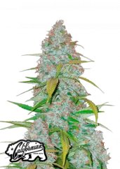 Fast Buds Sjemenke konoplje Californian Snow Auto